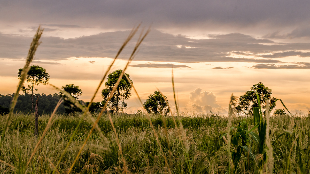 Green Leaf Tree Near Green Grass Under Clouds